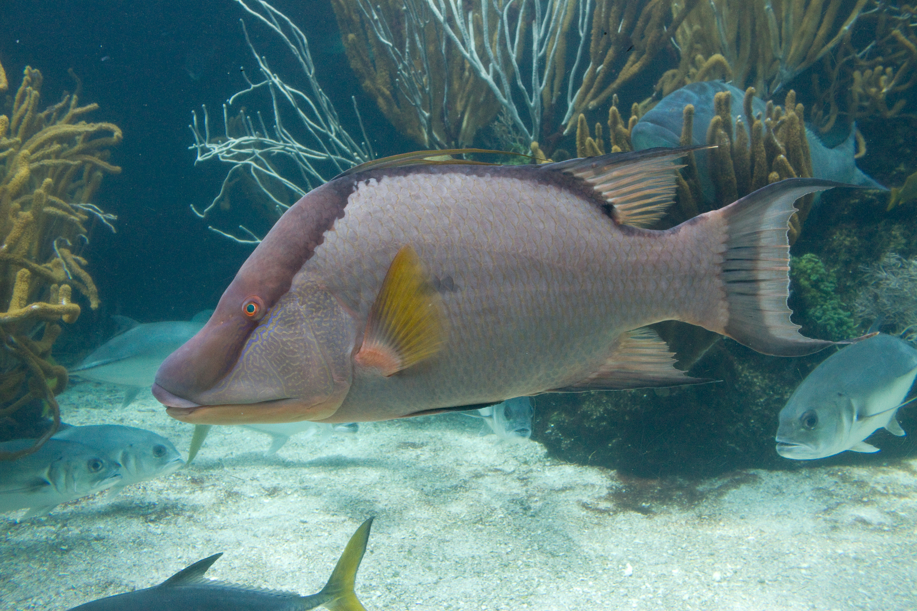 Image of great hogfish