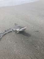 Image of Atlantic Sharpnose Shark