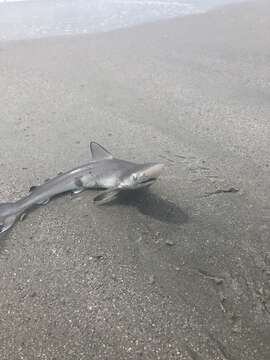 Image of Atlantic Sharpnose Shark