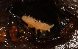 Image of Monobella grassei (Denis 1923)