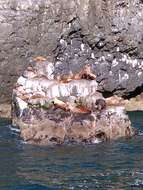 Image of northerns sea lions