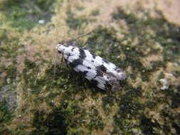 Pseudotelphusa scalella Scopoli 1763的圖片