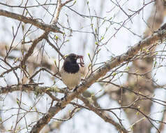 Imagem de Turdus atrogularis Jarocki 1819