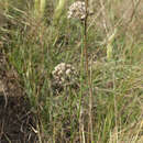 Image of Allium clathratum Ledeb.