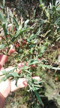 Imagem de Genista tridentata L.