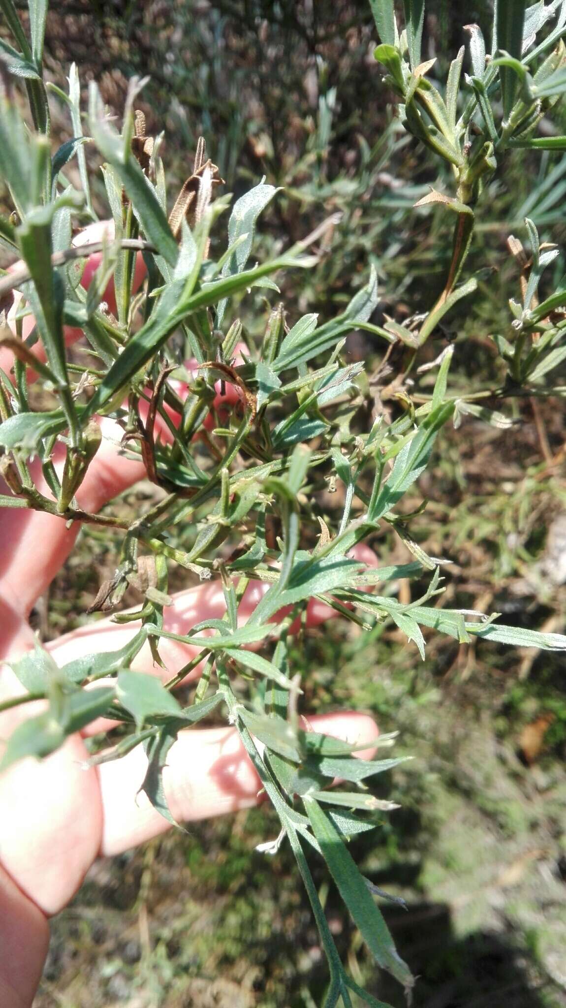 Genista tridentata L.的圖片