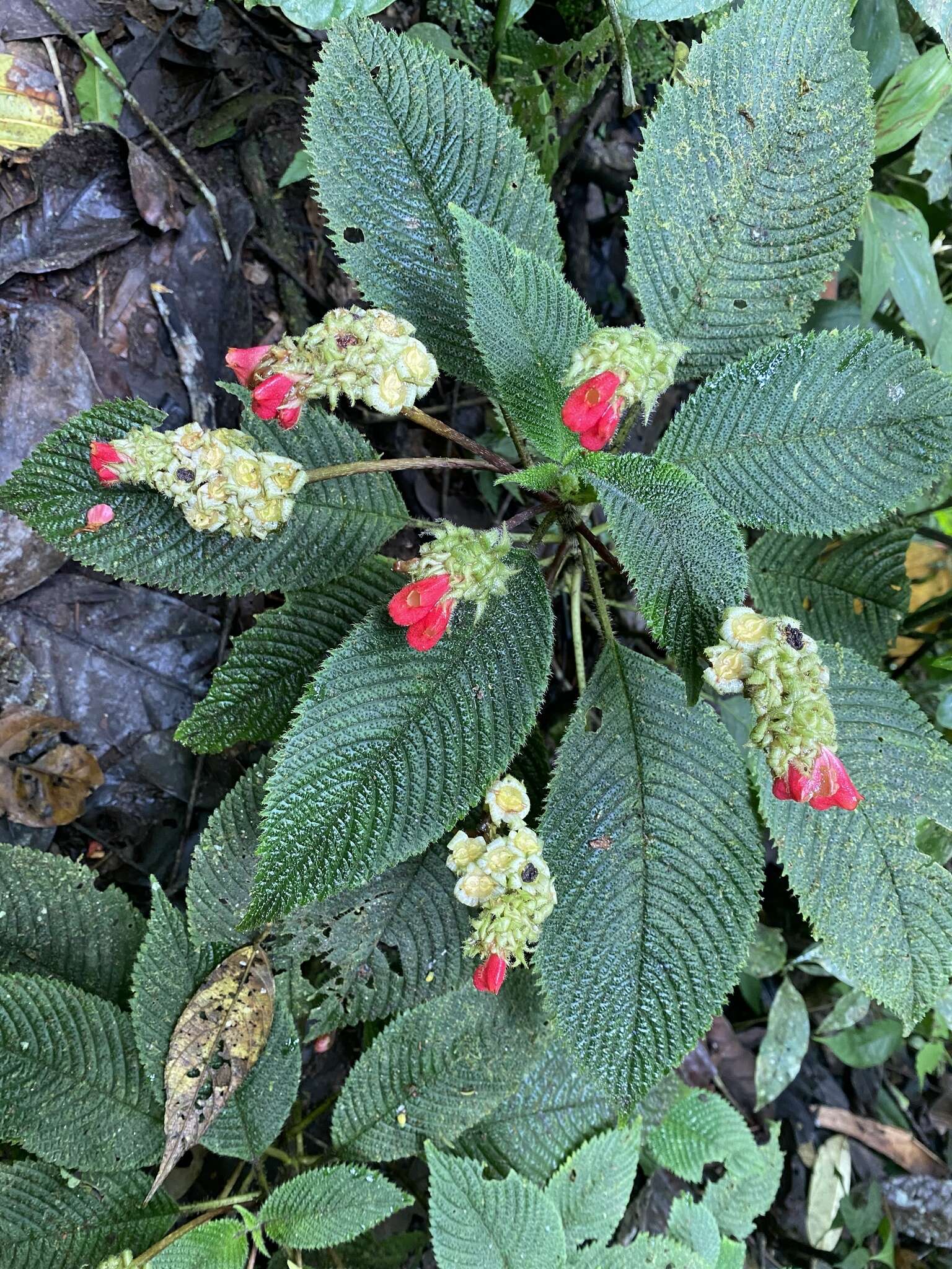 Imagem de Gasteranthus quitensis Benth.