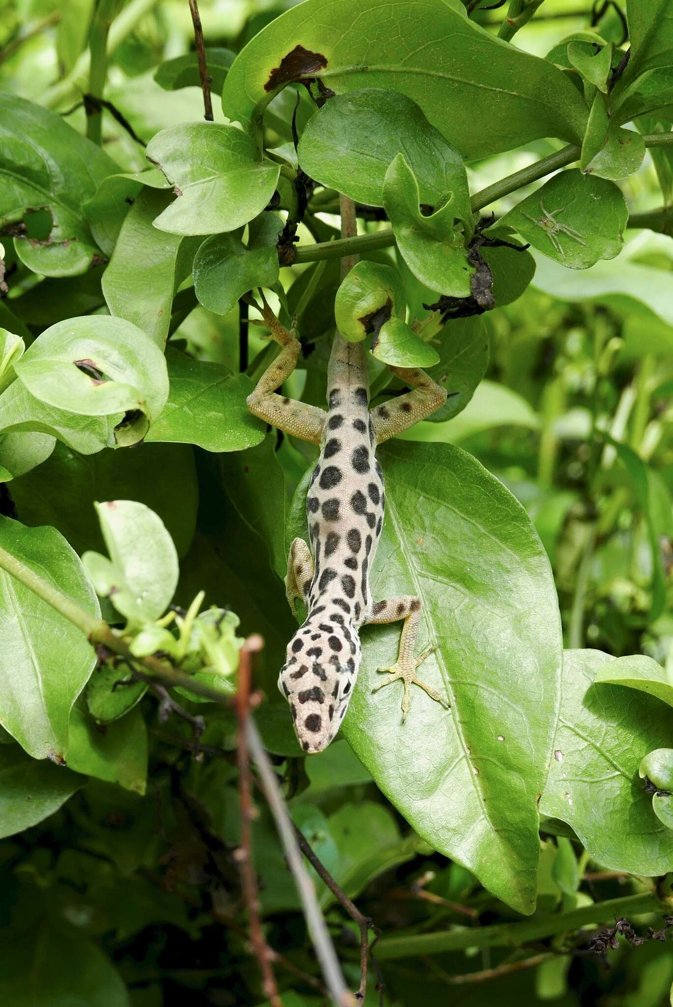 Image of Saban Anole