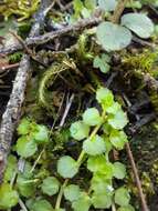 Image of Epilobium pedunculare A. Cunn.