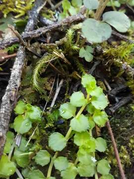 Image of Epilobium pedunculare A. Cunn.