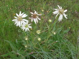 Silphium albiflorum A. Gray resmi