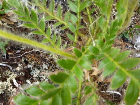 Слика од Geum glaciale J. E. Adams ex Fisch.