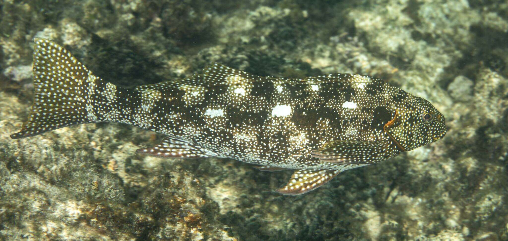 Image of Notchheaded marblefish