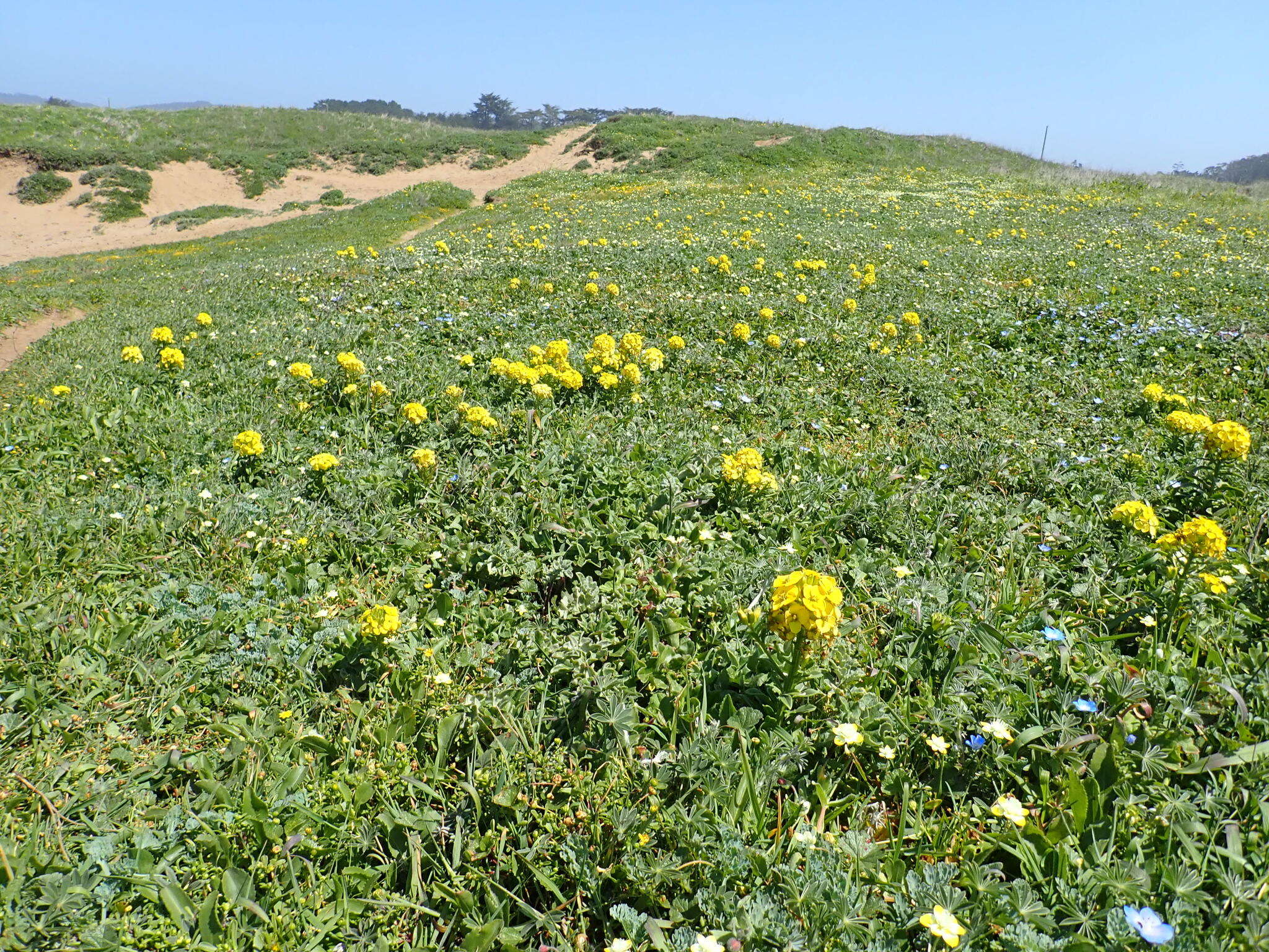 Imagem de Erysimum menziesii (Benth. & Hook. fil.) Wettst.