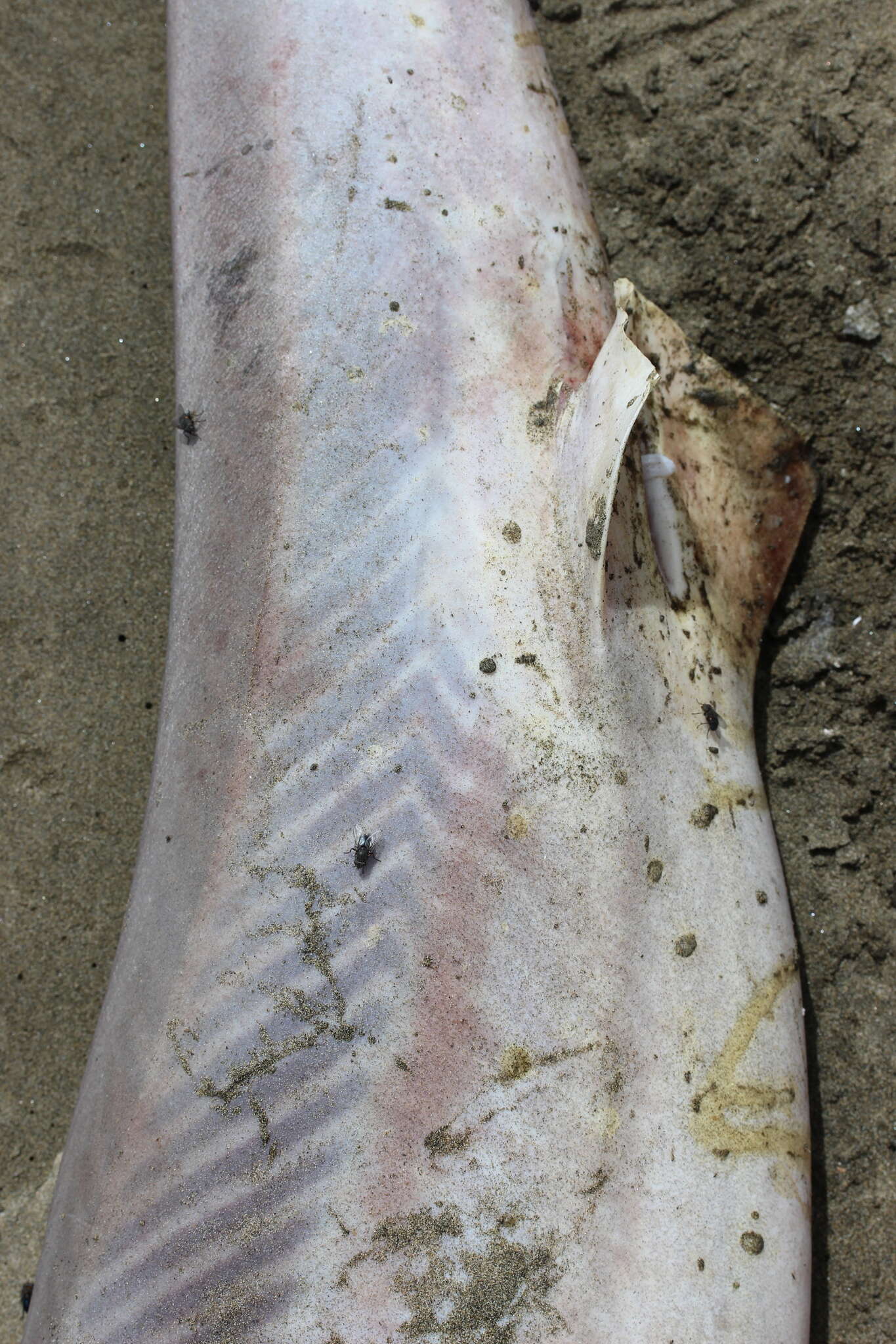 Image of Galeorhinus