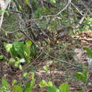 Image of Rhododendron pentandrum (Maxim.) Craven