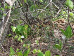 Image de Rhododendron pentandrum (Maxim.) Craven