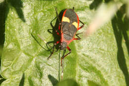 Image of Dysdercus albofasciatus Berg 1878