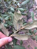 Image of Quercus rugosa Née