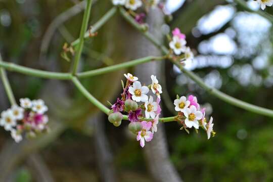 Image of Euphorbia xanti Engelm. ex Boiss.