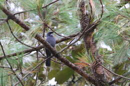 Image of Dwarf Jay