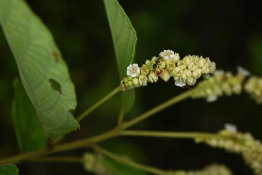 Image of Cordia lanata Kunth