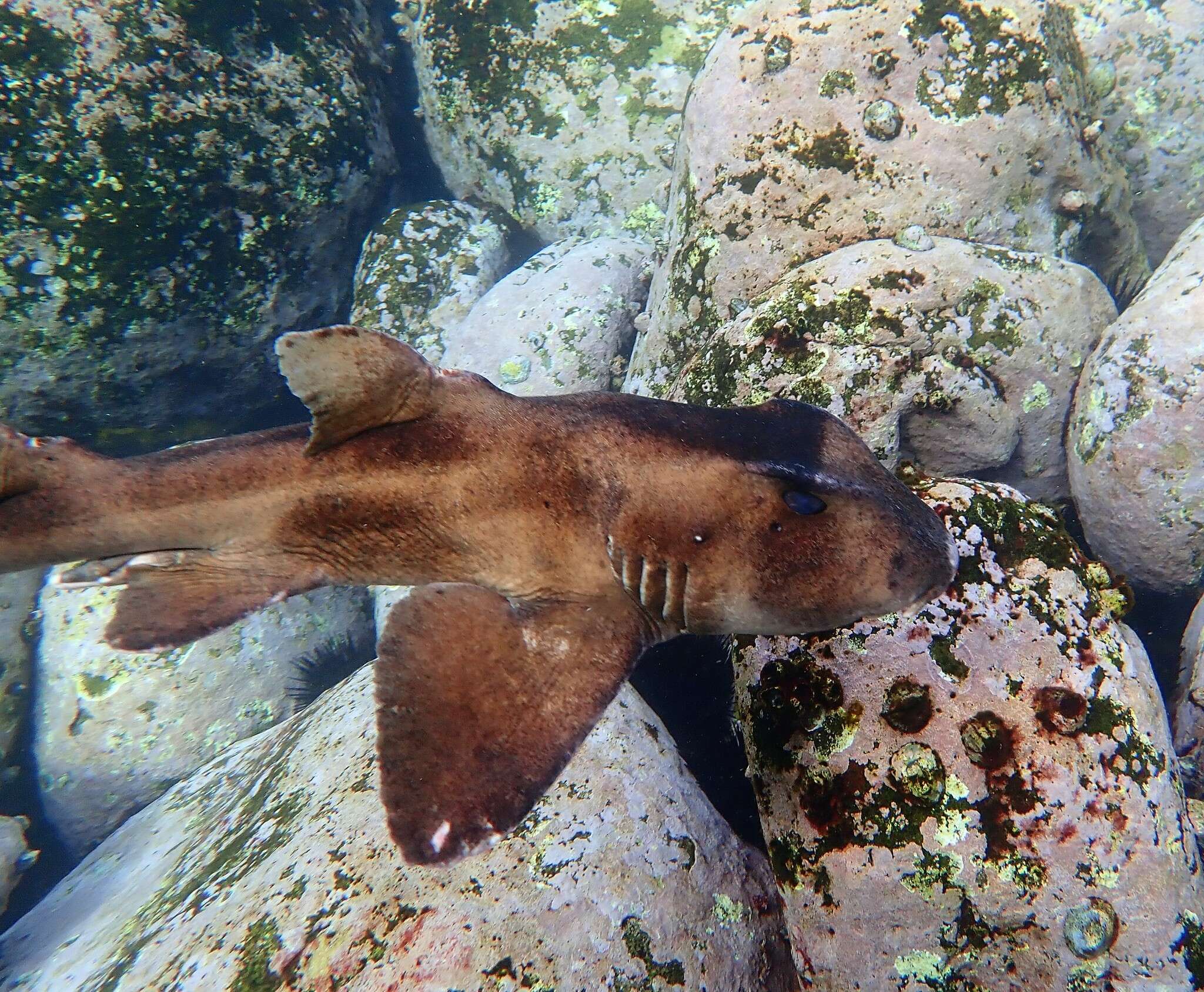 Image of Crested Bullhead Shark