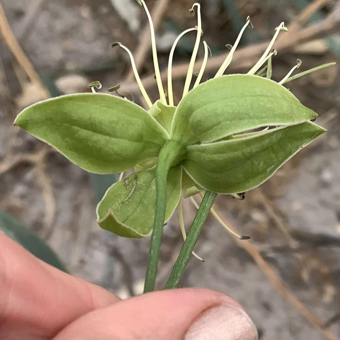 Image of Maerua juncea Pax