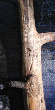 Image of Shot hole borer