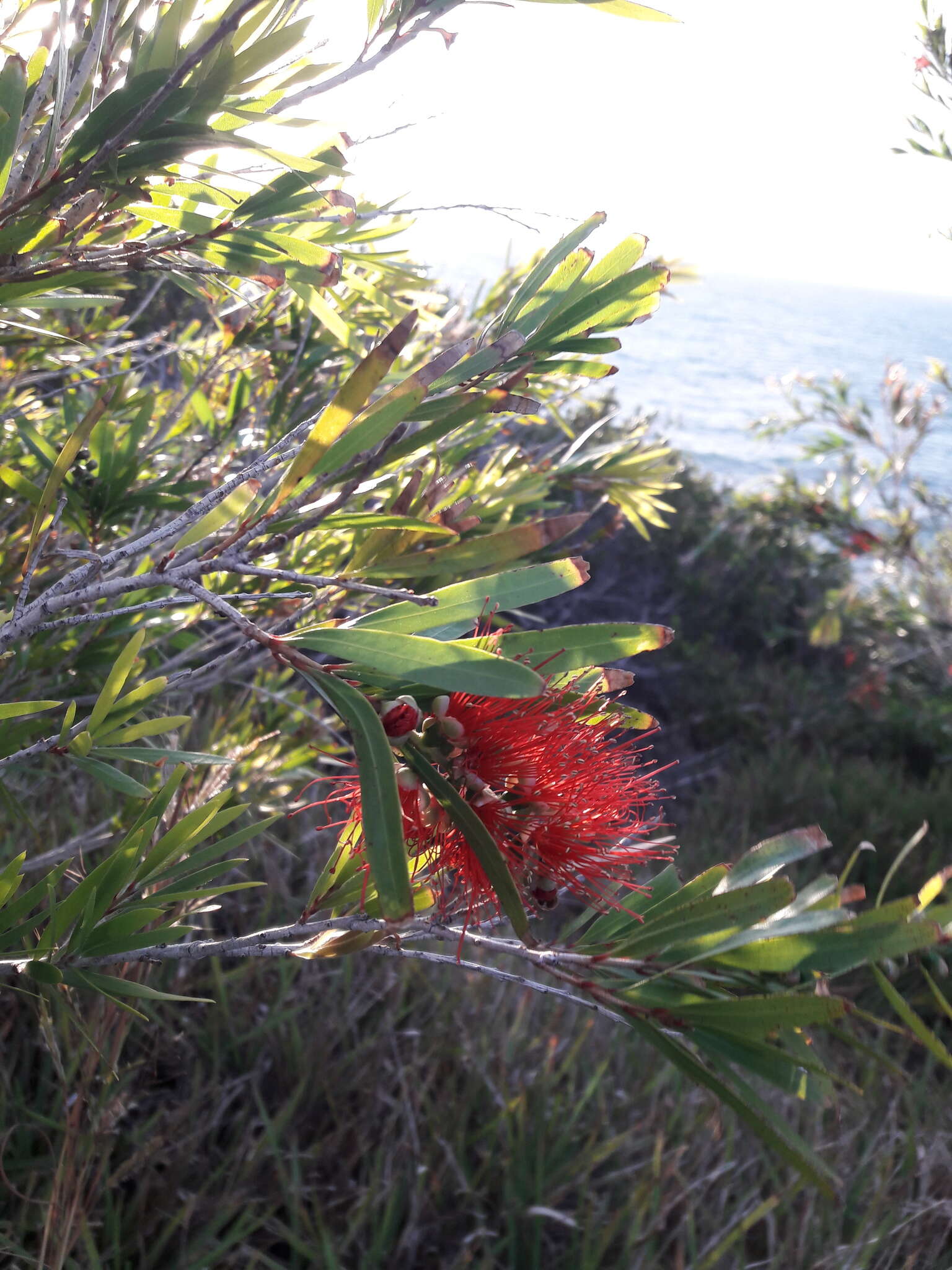 Image of Callistemon viminalis subsp. viminalis