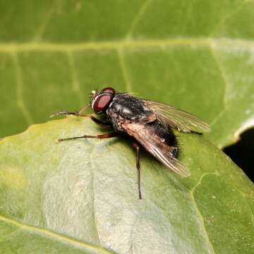 Image of False stable fly