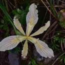 Image of Iris tenax subsp. klamathensis L. W. Lenz