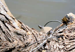 Image of Ouachita Map Turtle