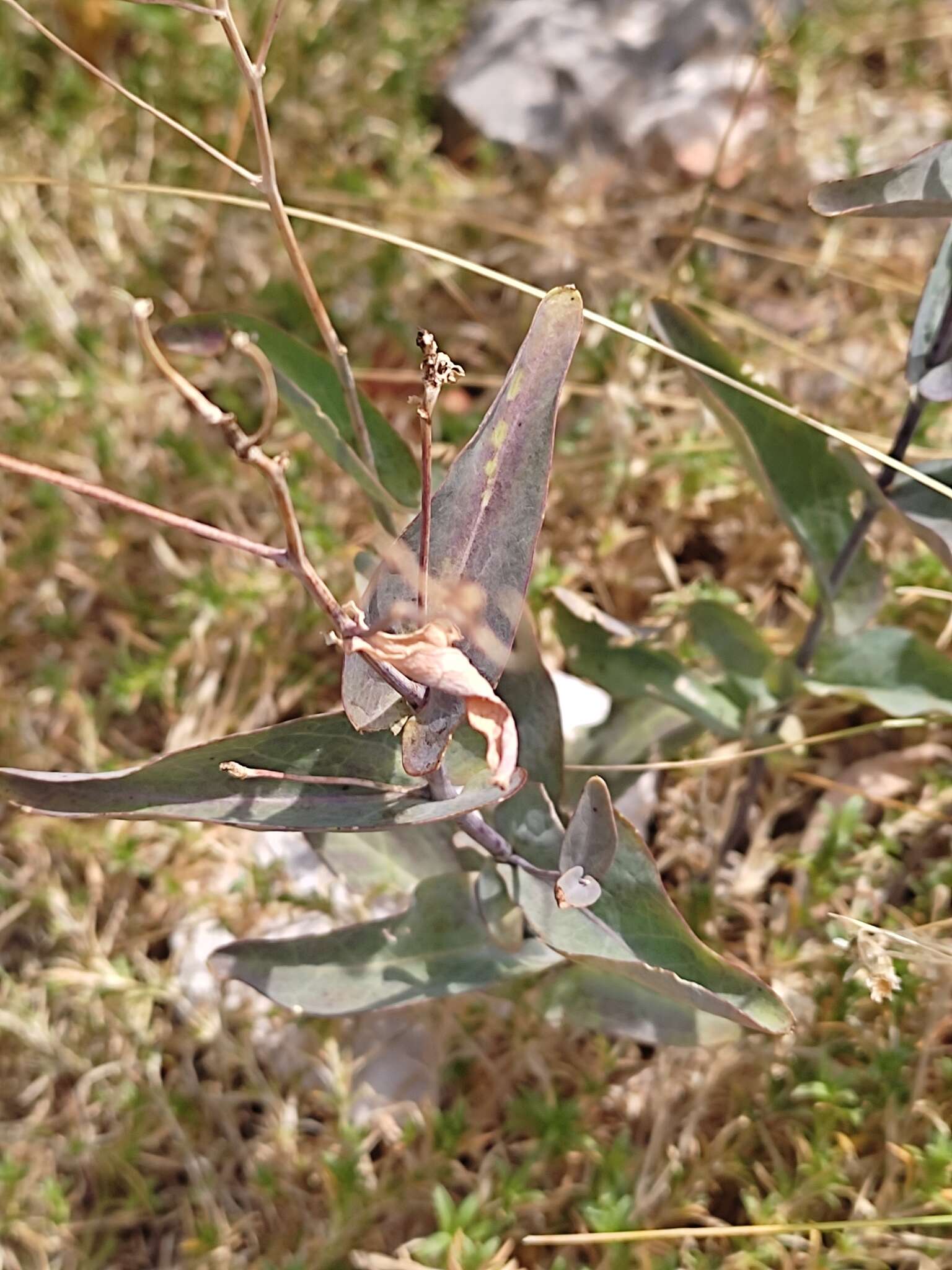 Plancia ëd Peltaria alliacea Jacq.