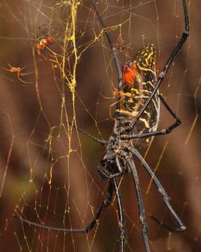 صورة Trichonephila inaurata (Walckenaer 1841)