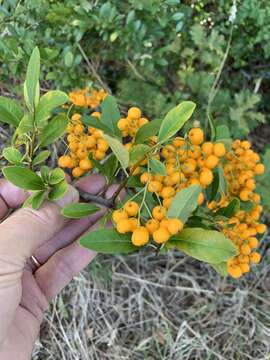 Image of Nepalese firethorn