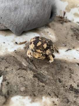 Image of Namaqua Rain Frog