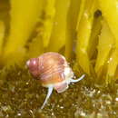 Image of chink snail