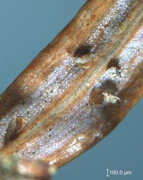 Image of <i>Fabrella tsugae</i> (Farl.) Kirschst. 1941
