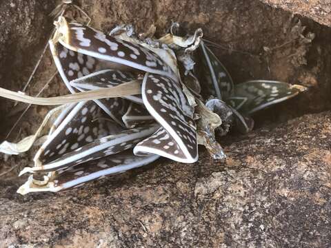 Sivun Gonialoe variegata (L.) Boatwr. & J. C. Manning kuva