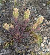 Слика од <i>Castilleja <i>pallescens</i></i> var. pallescens