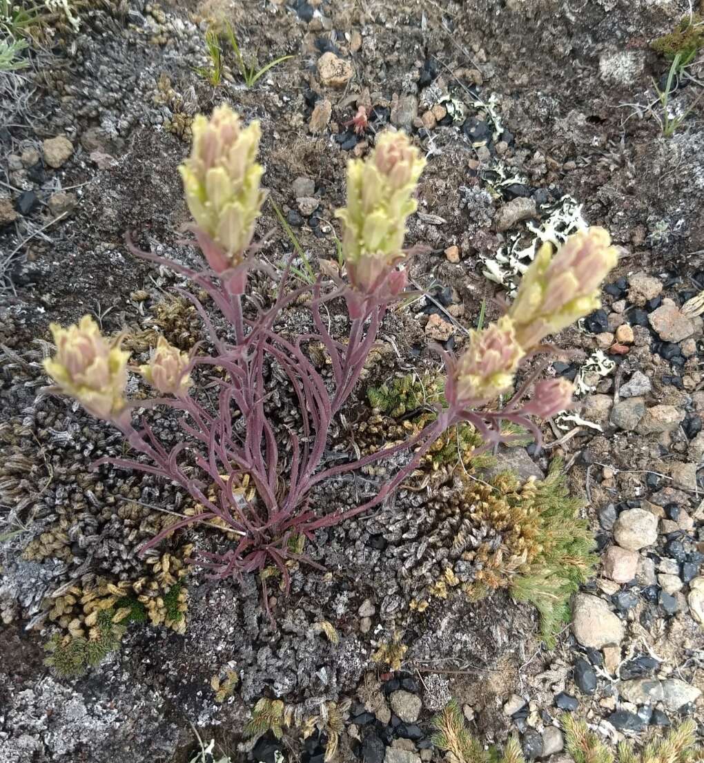 Слика од <i>Castilleja <i>pallescens</i></i> var. pallescens