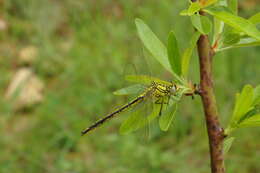 Image of Western Clubtail