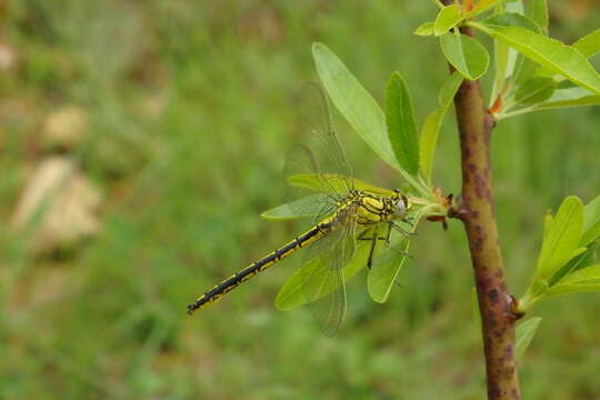 Image of Western Clubtail