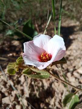 Слика од Peltaea polymorpha (A. St.-Hil.) Krapov. & Cristobal