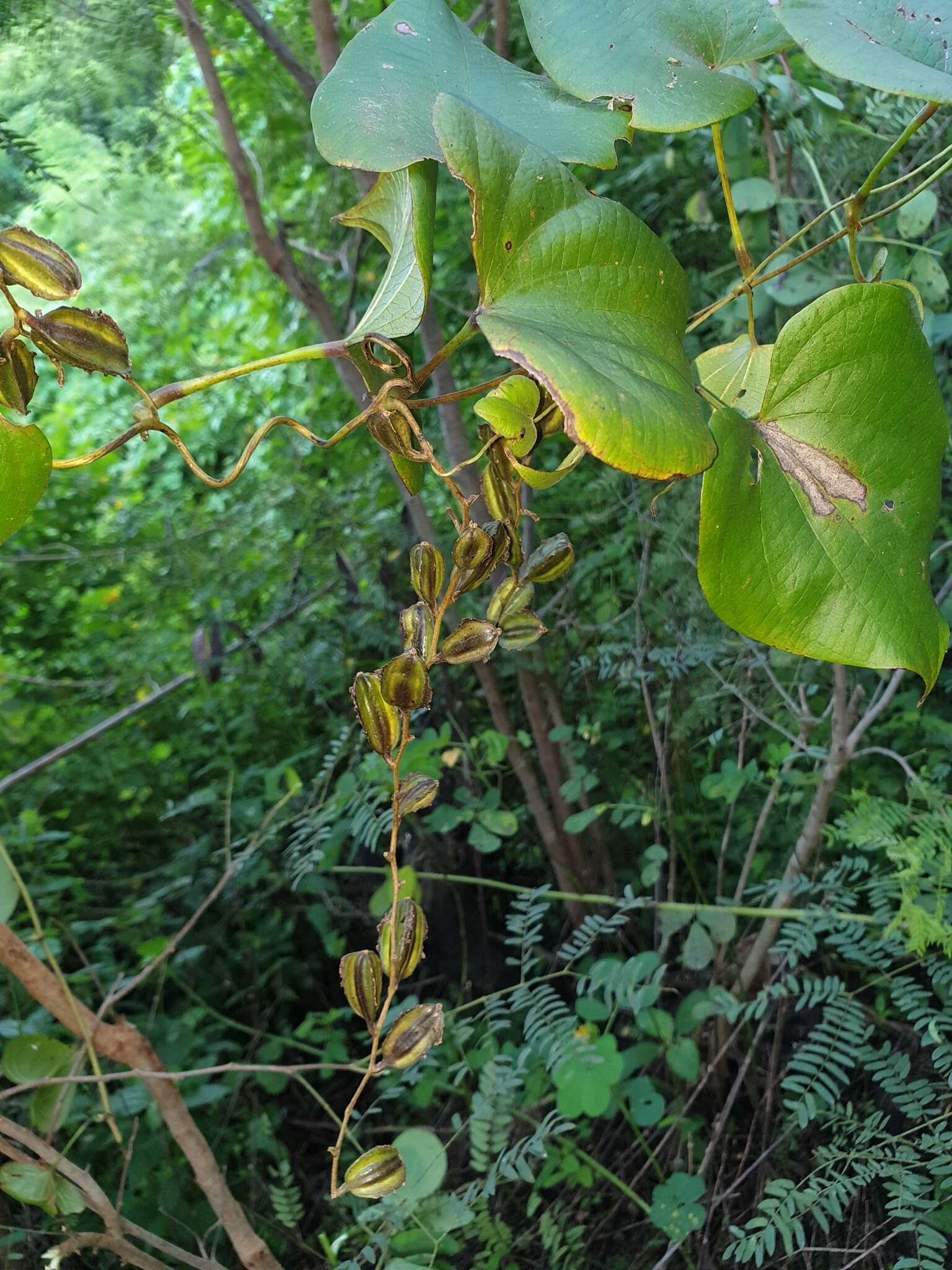 Sivun Dioscorea sambiranensis R. Knuth kuva