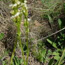 Image of Sebaea spathulata (E. Mey.) Steud.