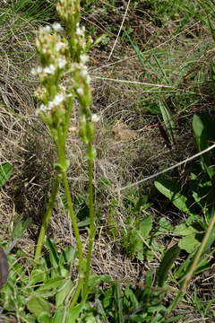 Image of Sebaea spathulata (E. Mey.) Steud.