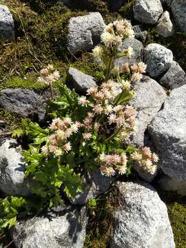 Imagem de Petasites frigidus subsp. frigidus