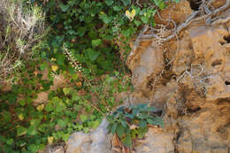 Image of Verbascum arcturus L.